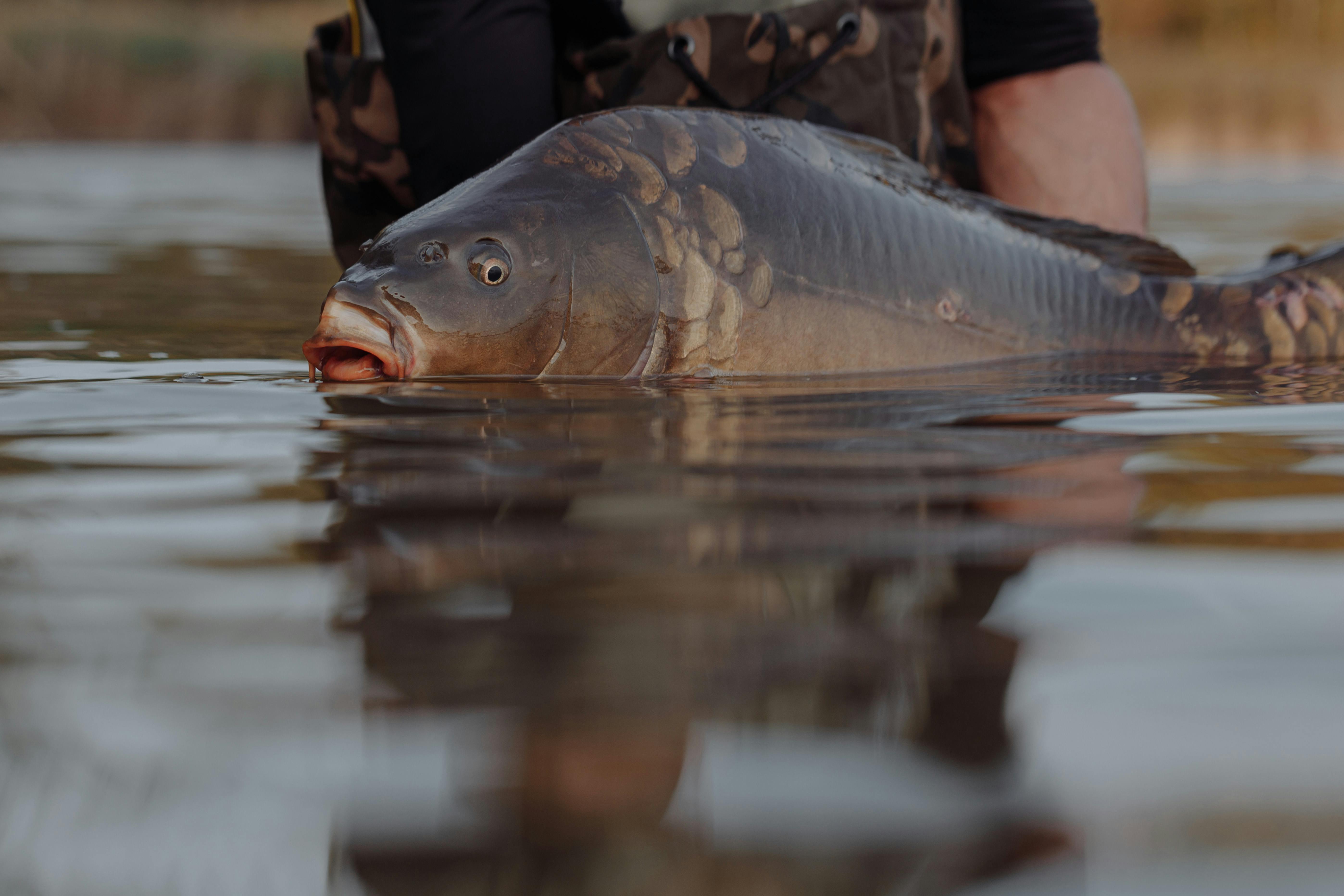 carp fishing