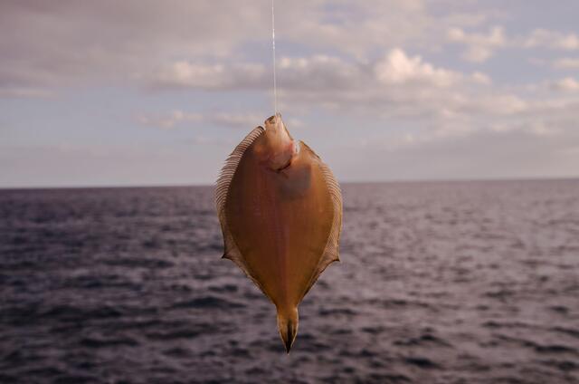 small vecteezy small fish caught on the hook 17476490 small