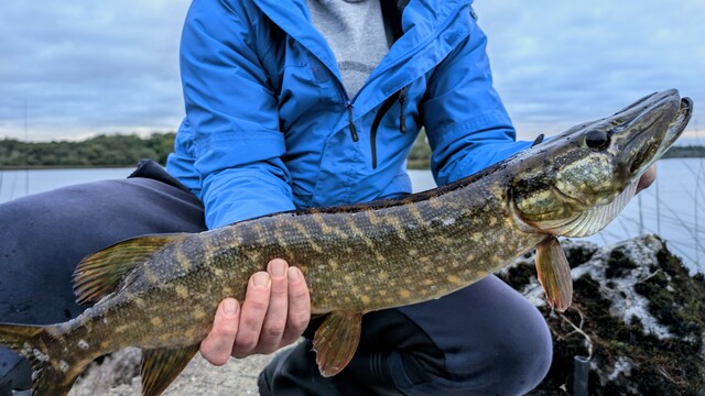 predator fishing